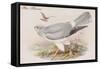 Hen Harrier-John Gould-Framed Stretched Canvas