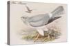 Hen Harrier-John Gould-Stretched Canvas