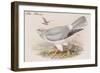 Hen Harrier-John Gould-Framed Art Print