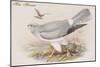 Hen Harrier-John Gould-Mounted Art Print