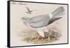 Hen Harrier-John Gould-Framed Stretched Canvas