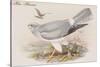 Hen Harrier-John Gould-Stretched Canvas