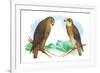 Hen Hawk and Swainson's Hawk-Theodore Jasper-Framed Art Print