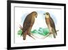 Hen Hawk and Swainson's Hawk-Theodore Jasper-Framed Art Print