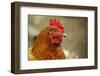 Hen Portrait-engraver-Framed Photographic Print