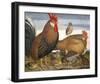 Hen, Rooster and Chicks-Battaglia-Framed Premium Giclee Print