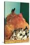 Hen Sitting on Kittens-null-Stretched Canvas