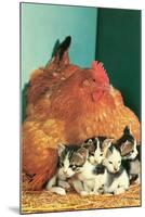 Hen Sitting on Kittens-null-Mounted Art Print