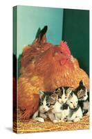 Hen Sitting on Kittens-null-Stretched Canvas