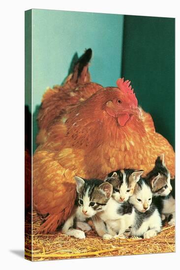 Hen Sitting on Kittens-null-Stretched Canvas