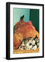 Hen Sitting on Kittens-null-Framed Art Print