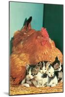 Hen Sitting on Kittens-null-Mounted Art Print