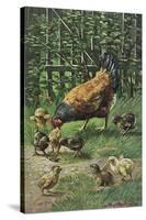 Hen with Chicks-August Muller-Stretched Canvas