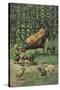 Hen with Chicks-August Muller-Stretched Canvas