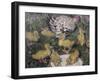 Hen with ducklings, 1906-Bernhard Dorotheus Folkestad-Framed Giclee Print