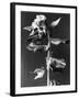 Henbane-null-Framed Photographic Print