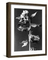 Henbane-null-Framed Photographic Print