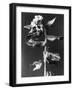 Henbane-null-Framed Photographic Print