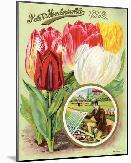 Henderson 1892 Tulips-null-Mounted Art Print