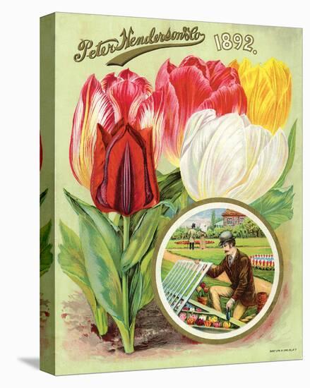 Henderson 1892 Tulips-null-Stretched Canvas