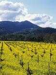 Flowering Charlock in Carneros Region, Napa Valley, Calif.-Hendrik Holler-Photographic Print