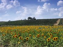 Charlock at Robert Mondavi Winery, Napa Valley, Usa-Hendrik Holler-Photographic Print