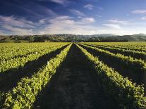 Wine Country, Brancott Estate, Marlborough, N. Zealand-Hendrik Holler-Framed Stretched Canvas