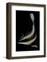 Heniochus Chrysostomus (Pennant Bannerfish, Threeband Pennantfish)-Paul Starosta-Framed Photographic Print