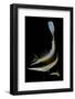 Heniochus Chrysostomus (Pennant Bannerfish, Threeband Pennantfish)-Paul Starosta-Framed Photographic Print