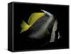 Heniochus Monoceros (Masked Bannerfish)-Paul Starosta-Framed Stretched Canvas