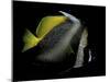 Heniochus Monoceros (Masked Bannerfish)-Paul Starosta-Mounted Photographic Print