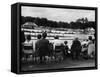 Henley Regatta 1966-null-Framed Stretched Canvas