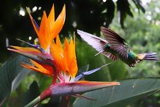 Flying Hummingbird At A Strelitzia Flower-henner-Art Print