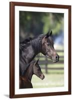 Hennessy Arabians 001-Bob Langrish-Framed Photographic Print