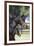 Hennessy Arabians 001-Bob Langrish-Framed Photographic Print