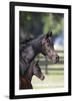 Hennessy Arabians 001-Bob Langrish-Framed Photographic Print