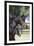 Hennessy Arabians 001-Bob Langrish-Framed Photographic Print