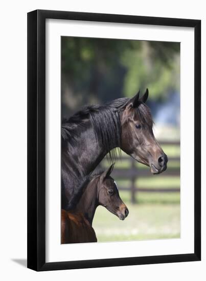 Hennessy Arabians 001-Bob Langrish-Framed Photographic Print