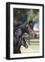 Hennessy Arabians 001-Bob Langrish-Framed Photographic Print