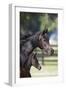 Hennessy Arabians 001-Bob Langrish-Framed Photographic Print