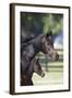 Hennessy Arabians 001-Bob Langrish-Framed Photographic Print