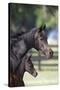 Hennessy Arabians 001-Bob Langrish-Stretched Canvas