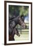 Hennessy Arabians 001-Bob Langrish-Framed Premium Photographic Print