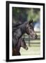 Hennessy Arabians 001-Bob Langrish-Framed Premium Photographic Print