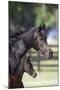 Hennessy Arabians 001-Bob Langrish-Mounted Premium Photographic Print