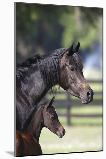 Hennessy Arabians 001-Bob Langrish-Mounted Premium Photographic Print