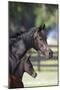 Hennessy Arabians 001-Bob Langrish-Mounted Premium Photographic Print