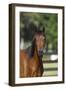 Hennessy Arabians 002-Bob Langrish-Framed Photographic Print