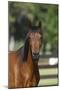 Hennessy Arabians 002-Bob Langrish-Mounted Photographic Print