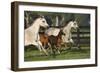 Hennessy Arabians 009-Bob Langrish-Framed Photographic Print